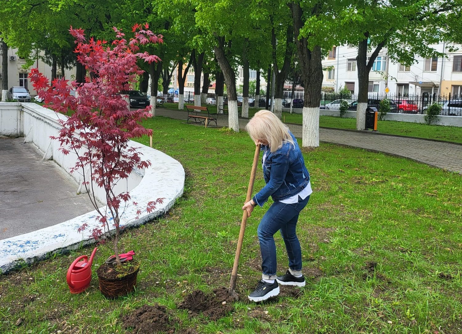 Provocare acceptată/ Marina Samiee, viceprimarul municipiului Caracal, a plantat un arțar japonez în curtea primăriei