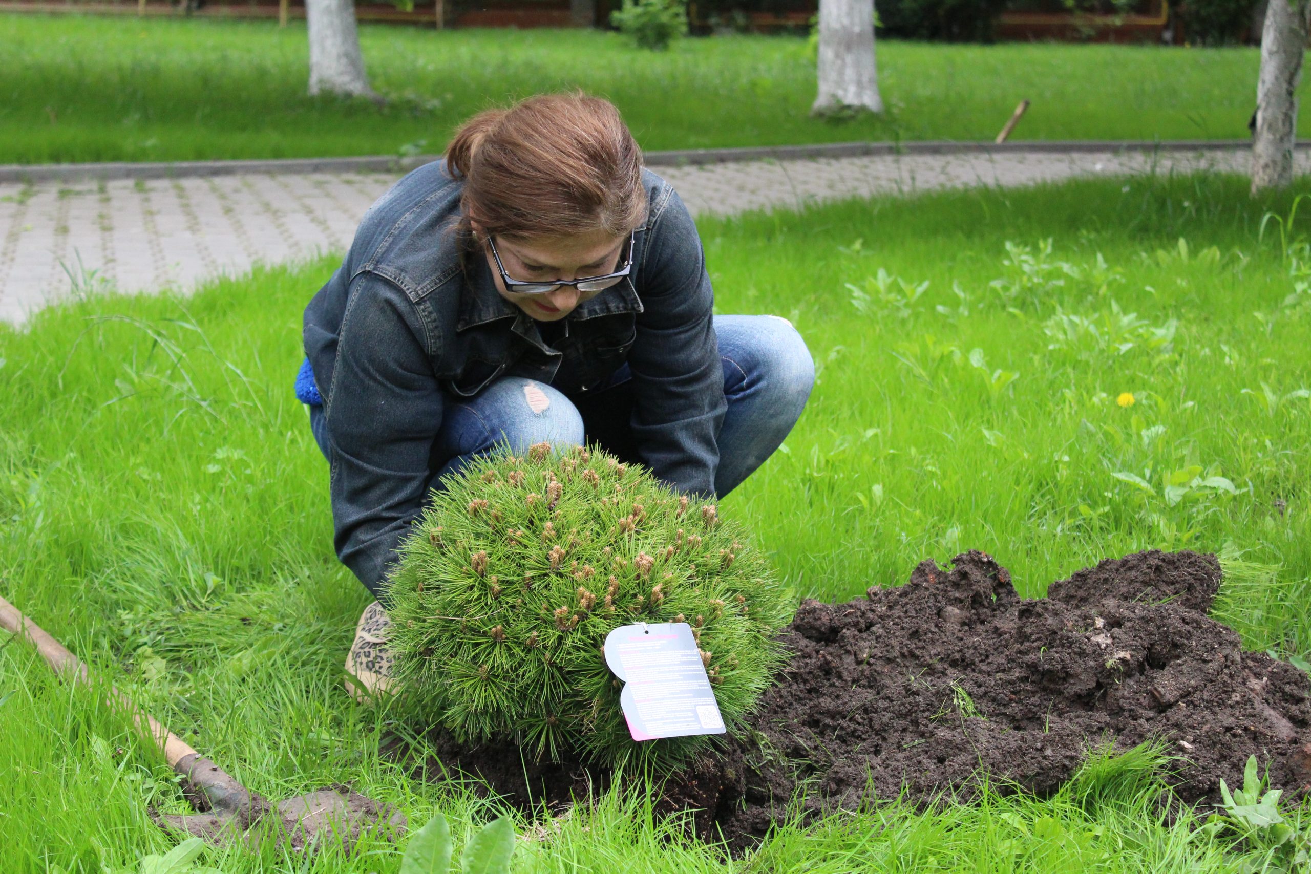 Diana Ștefănescu, director de îngrijiri la Spitalul Caracal, a dat curs provocării de a planta un copac în curtea Primăriei